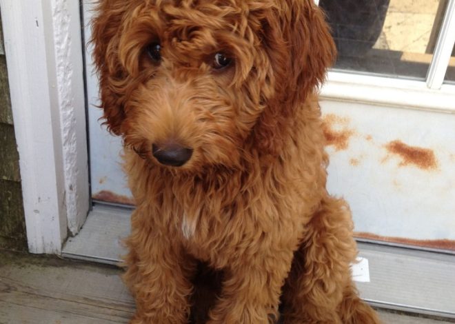 How To Take Care Of A Goldendoodle Puppy: 15 Veterinarian Tips