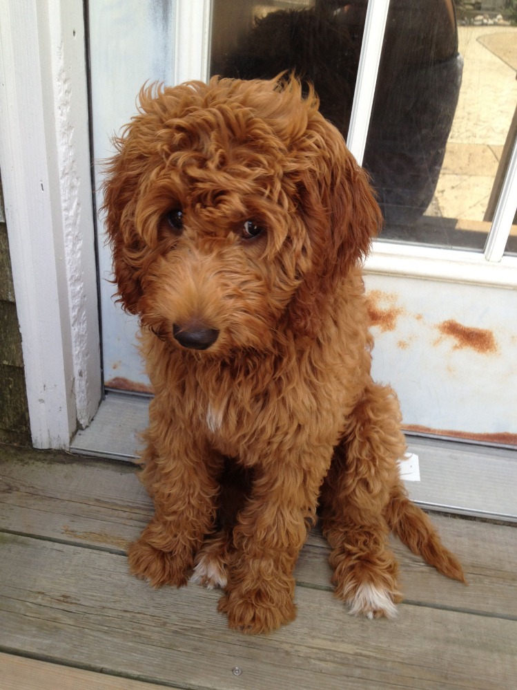 How To Take Care Of A Goldendoodle Puppy: 15 Veterinarian Tips