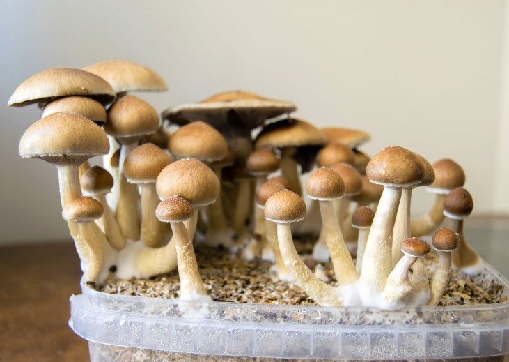 How to Grow Psilocybin Mushrooms at Home for Beginners by Bil Harret, Anastasia V  Sasha Ebook