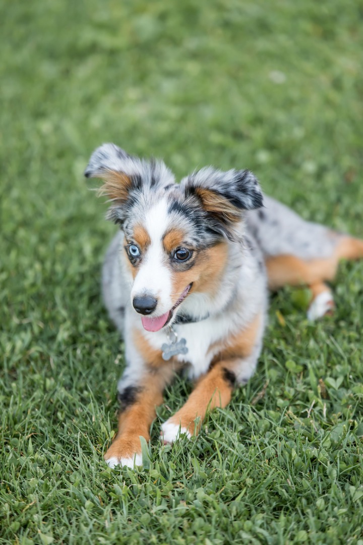 How to Groom an Australian Shepherd Dog