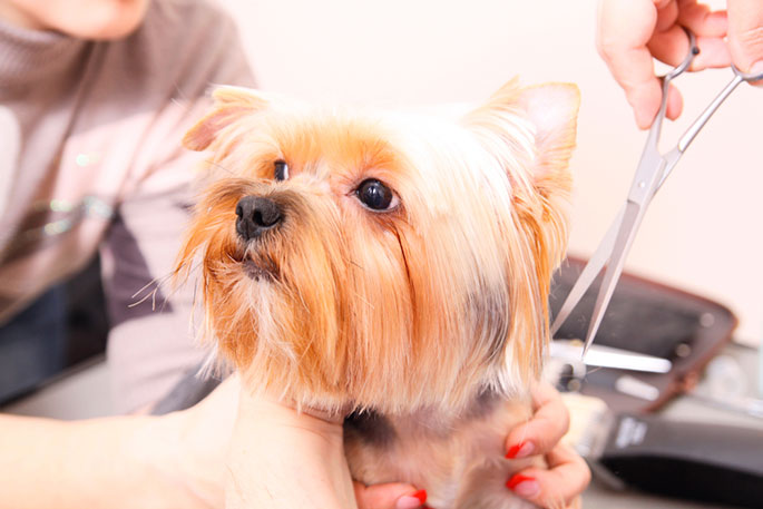 How to Groom a Dog at Home American Kennel Club